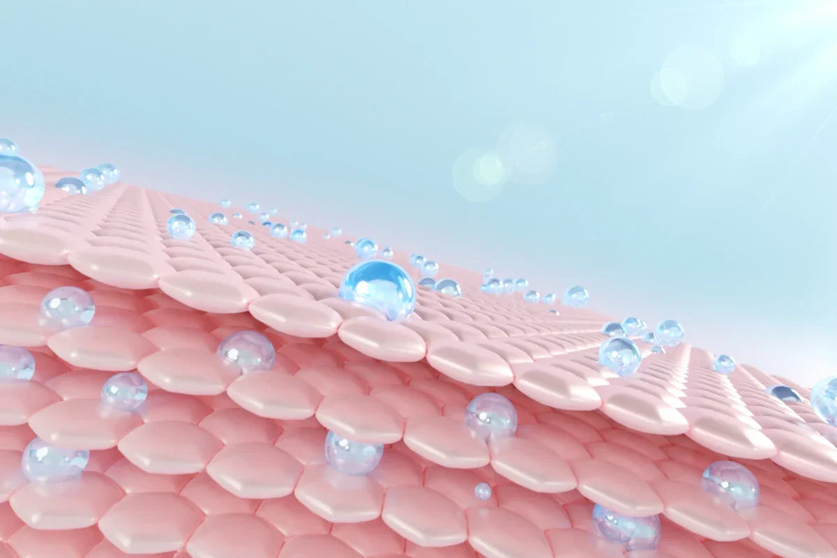 Ceramides EOP, NP, AP | Build Barrier-Boosting Skincare