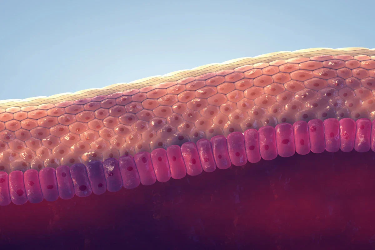 Barrier Boost: How Ceramide Reinforce Skin’s Natural Defense System